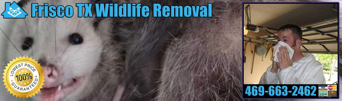 Frisco Wildlife and Animal Removal